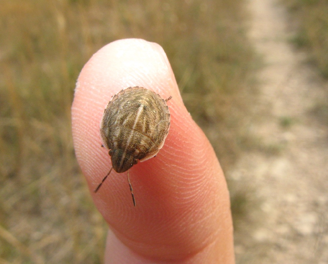 Heteroptera dei Colli Euganei